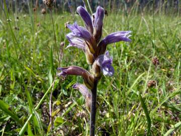 Fotografia da espécie Orobanche purpurea