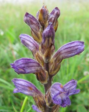 Fotografia 13 da espécie Orobanche purpurea no Jardim Botânico UTAD