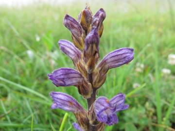 Fotografia da espécie Orobanche purpurea