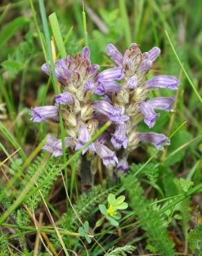 Fotografia 15 da espécie Orobanche purpurea no Jardim Botânico UTAD