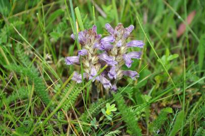 Fotografia da espécie Orobanche purpurea