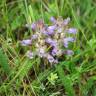 Fotografia 15 da espécie Orobanche purpurea do Jardim Botânico UTAD