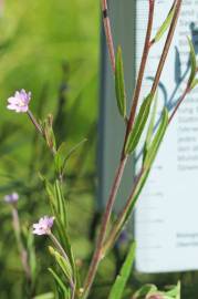 Fotografia da espécie Epilobium palustre