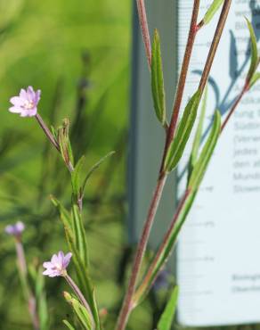 Fotografia 7 da espécie Epilobium palustre no Jardim Botânico UTAD