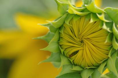 Fotografia da espécie Helianthus annuus