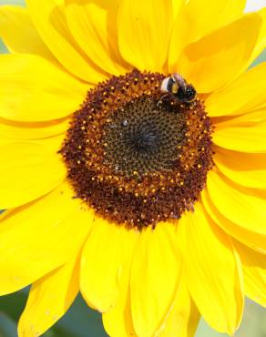 Fotografia 7 da espécie Helianthus annuus no Jardim Botânico UTAD