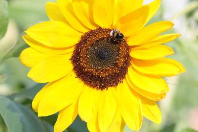 Fotografia da espécie Helianthus annuus