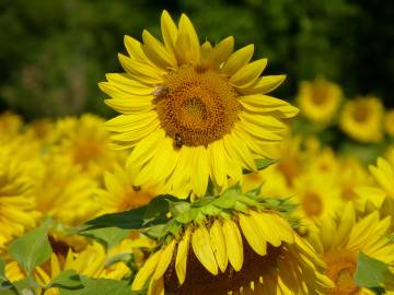 Fotografia da espécie Helianthus annuus