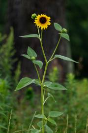 Fotografia da espécie Helianthus annuus