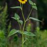 Fotografia 10 da espécie Helianthus annuus do Jardim Botânico UTAD