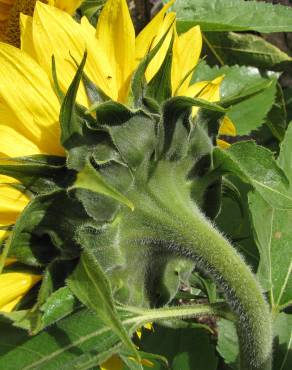 Fotografia 11 da espécie Helianthus annuus no Jardim Botânico UTAD