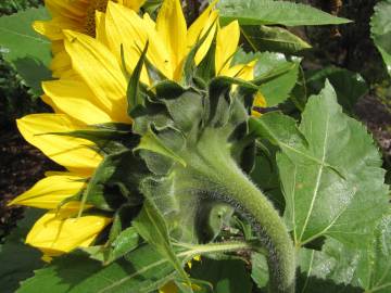 Fotografia da espécie Helianthus annuus