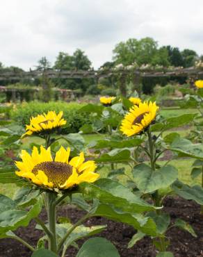 Fotografia 13 da espécie Helianthus annuus no Jardim Botânico UTAD