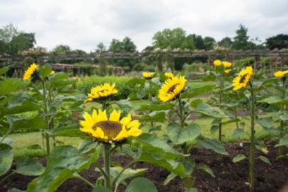 Fotografia da espécie Helianthus annuus