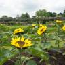 Fotografia 13 da espécie Helianthus annuus do Jardim Botânico UTAD