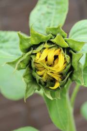 Fotografia da espécie Helianthus annuus