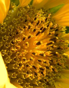 Fotografia 15 da espécie Helianthus annuus no Jardim Botânico UTAD