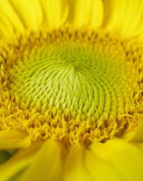 Fotografia 16 da espécie Helianthus annuus no Jardim Botânico UTAD