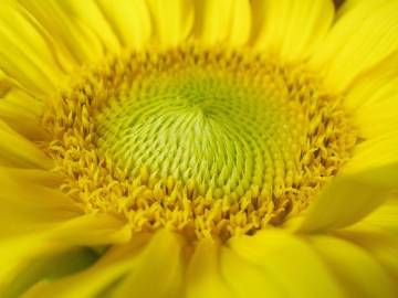 Fotografia da espécie Helianthus annuus