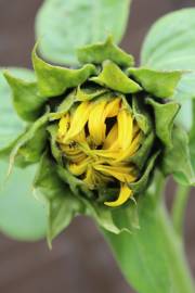 Fotografia da espécie Helianthus annuus