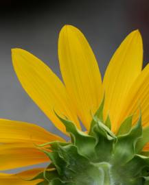 Fotografia da espécie Helianthus annuus