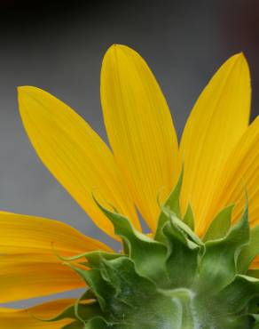 Fotografia 18 da espécie Helianthus annuus no Jardim Botânico UTAD