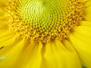 Fotografia da espécie Helianthus annuus