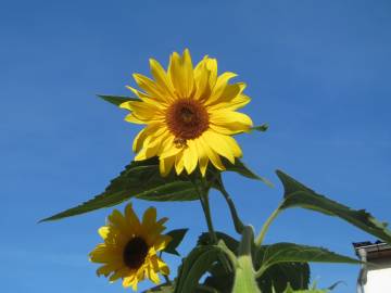 Fotografia da espécie Helianthus annuus