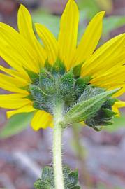 Fotografia da espécie Helianthus annuus