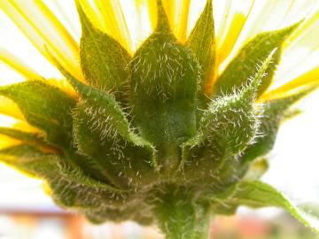 Fotografia da espécie Helianthus annuus