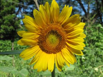 Fotografia da espécie Helianthus annuus