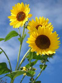 Fotografia da espécie Helianthus annuus