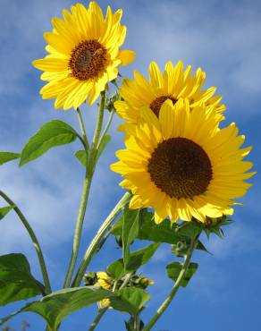 Fotografia 1 da espécie Helianthus annuus no Jardim Botânico UTAD