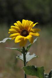 Fotografia da espécie Helianthus annuus