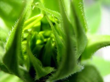 Fotografia da espécie Helianthus annuus