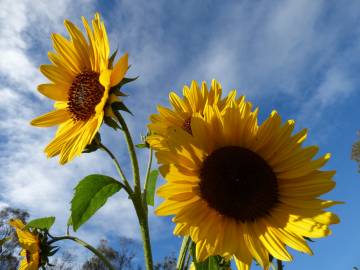 Fotografia da espécie Helianthus annuus