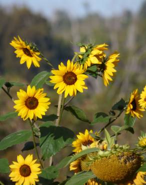 Fotografia 31 da espécie Helianthus annuus no Jardim Botânico UTAD