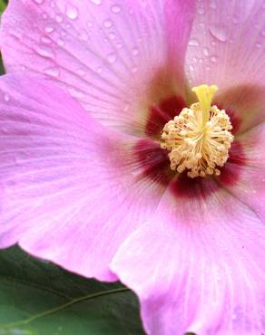 Fotografia 3 da espécie Hibiscus syriacus no Jardim Botânico UTAD