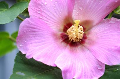 Fotografia da espécie Hibiscus syriacus