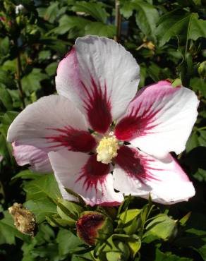 Fotografia 4 da espécie Hibiscus syriacus no Jardim Botânico UTAD