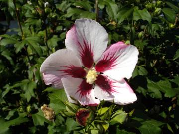 Fotografia da espécie Hibiscus syriacus