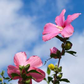 Fotografia da espécie Hibiscus syriacus