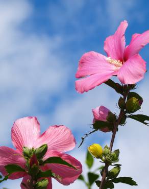 Fotografia 5 da espécie Hibiscus syriacus no Jardim Botânico UTAD