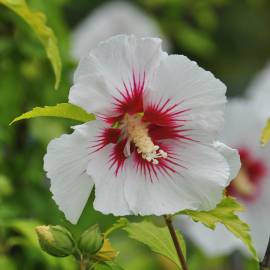 Fotografia da espécie Hibiscus syriacus