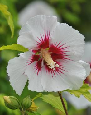 Fotografia 6 da espécie Hibiscus syriacus no Jardim Botânico UTAD