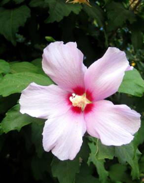 Fotografia 7 da espécie Hibiscus syriacus no Jardim Botânico UTAD