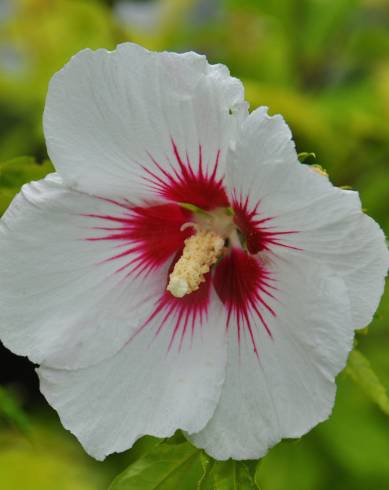 Fotografia de capa Hibiscus syriacus - do Jardim Botânico