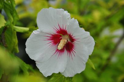 Fotografia da espécie Hibiscus syriacus