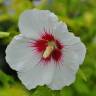 Fotografia 1 da espécie Hibiscus syriacus do Jardim Botânico UTAD