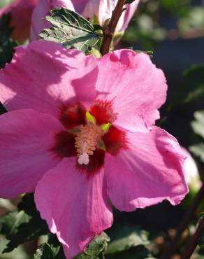 Fotografia 8 da espécie Hibiscus syriacus no Jardim Botânico UTAD